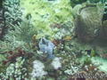 foto de buceo