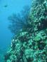 foto de buceo