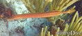 foto de buceo