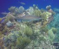 foto de buceo