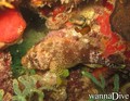 foto de buceo
