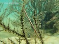 foto de buceo