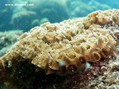 foto de buceo