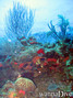 foto de buceo