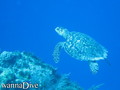 foto de buceo