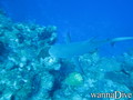 foto de buceo