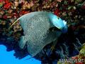 foto de buceo