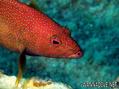 foto de buceo