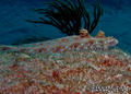 foto de buceo