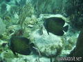 foto de buceo