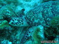 foto de buceo