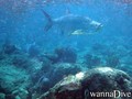 foto de buceo