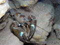 foto de buceo