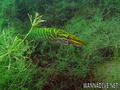 foto de buceo