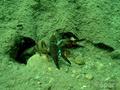foto de buceo