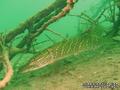 foto de buceo