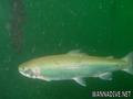 foto de buceo