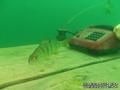 foto de buceo