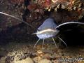 foto de buceo