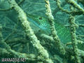 foto de buceo