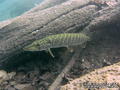 foto de buceo