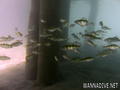 foto de buceo