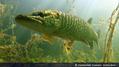 foto de buceo