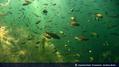 foto de buceo