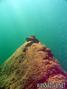 foto de buceo