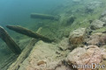 foto de buceo