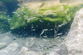 foto de buceo