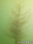 foto de buceo