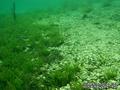 foto de buceo