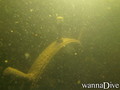 foto de buceo