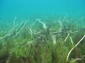 foto de buceo