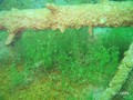 foto de buceo