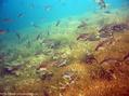 foto de buceo