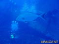 foto de buceo