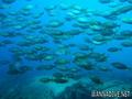 foto de buceo