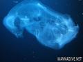 foto de buceo