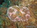 foto de buceo