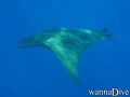 foto de buceo