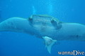 foto de buceo
