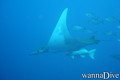foto de buceo