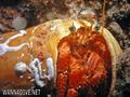 foto de buceo