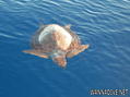 foto de buceo