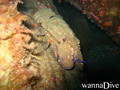 foto de buceo