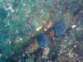 foto de buceo