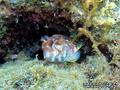 foto de buceo