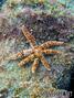 foto de buceo